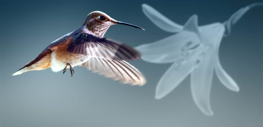 Zahnärztin - Nicole Louven - Colibri