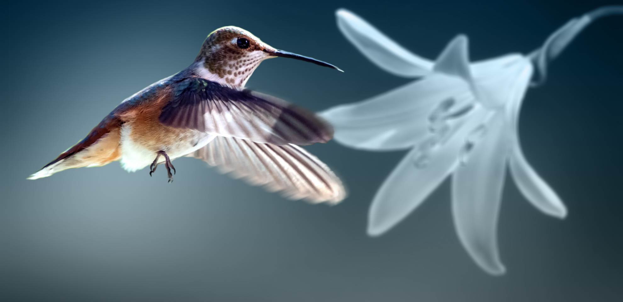 Zahnärztin - Nicole Louven - Colibri